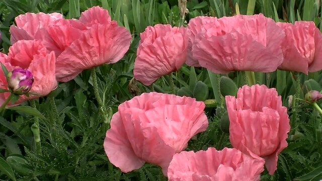 Mohnblumen bewegen sich im Wind