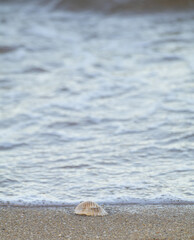 Sea gooseberry