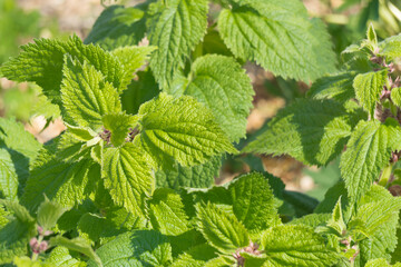 Astilbe an einem Frühlingsmorgen im Sonnenschein