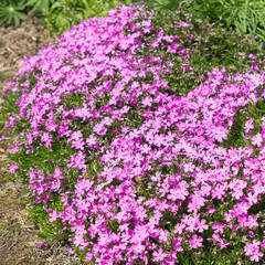 Flammenblumen im Frühling, Phlox douglasii