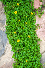 nature wall with flower field and stone