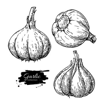 Garlic hand drawn vector illustration set. Isolated Vegetable En