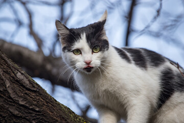 Cat walks on a tree outdoors
