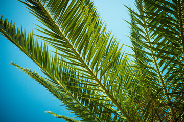 Palm trees leaves against the sky