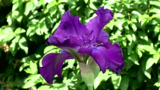 Eine violette Iris zittert im Wind (Gro&szlig;aufnahme)