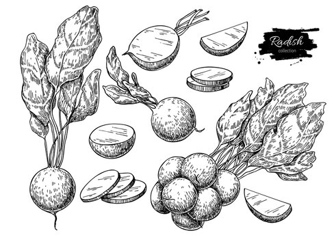 Radish hand drawn vector illustration set. Isolated Vegetable engraved style object with sliced pieces.