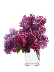 A bouquet of lilac in a vase with water on a white background