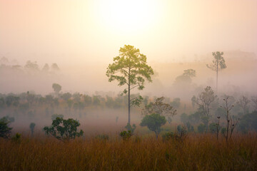 Fototapeta na wymiar Tropical forest at Thung Salaeng Luang in Phetchabun, Thailand while sunrise during winter.