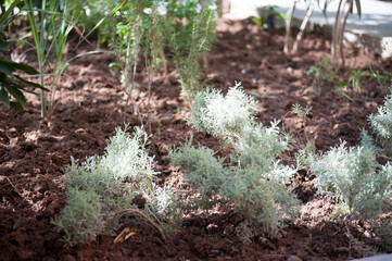 Pflanzen in aufgelockerter Erde.