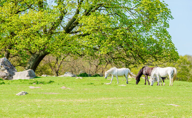 Fototapeta premium Three very fine horses, two white and one dark brown, grazing on green pasture under an oak tree on a sunny day.