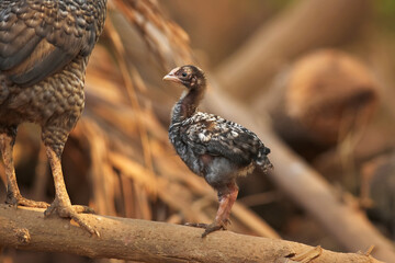 Nestling sitting on a tree branch