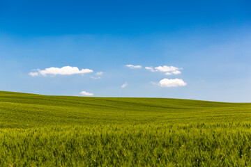 Kornfeld in der Toskana