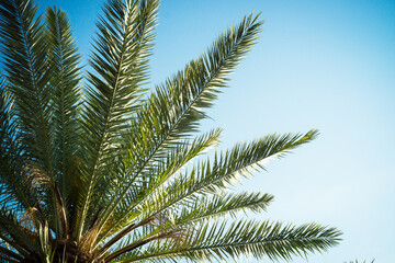 Fototapeta na wymiar Palm trees leaves against the sky