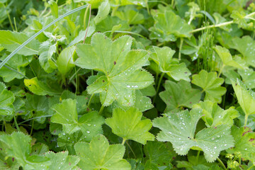 Field leaves of grass top view