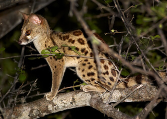 Close up photo of nocturnal, small carnivoran, South African Large-spotted Genet, Genetta tigrina, sitting on branch at night. Saadani, Tanzania.