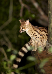 Close up photo of nocturnal, small carnivoran, South African Large-spotted Genet, Genetta tigrina, sitting on a lodge construction at night. Saadani, Tanzania.