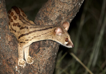 Close up portrait of nocturnal, small carnivoran, South African Large-spotted Genet, Genetta tigrina, climbing on a tree at night, side view. Saadani, Tanzania.