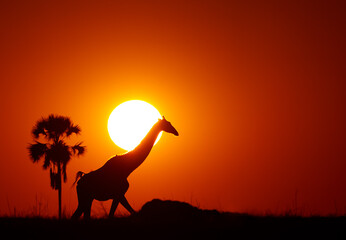 Silhouette of Angolan Giraffe, Giraffa camelopardalis angolensis, walking on horizon with solar disk behind its head. Red and dark orange background with plam tree silhouette. Zimbabwe, Hwange.