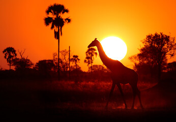 Silhouette of Angolan Giraffe, Giraffa camelopardalis angolensis, against red and orange sunset background. Zimbabwe, Hwange.