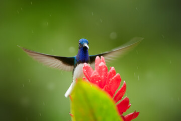 Bright blue and green hummingbird, White-necked Jacobin, Florisuga mellivora hovering over red ginger flower with raindrops.  Colombia.