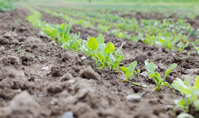 Agriculture. Photo of a growing young corn in the garden.