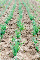 Agriculture. Photo of a growing young onion in the garden.