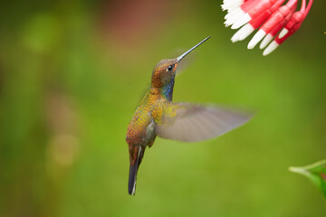 Green hummingbird with sparkling blue throat, White-tailed Hillstar, Urochroa bougueri lfeeding from cluster of red flowers in rainy day against  blurred, green background. Side view. Colombia.