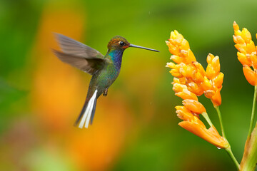Green hummingbird with sparkling blue throat, White-tailed Hillstar, Urochroa bougueri hovering next to orange flower in rainy day against colorful, blurred, green and orange background. Colombia. © Martin Mecnarowski