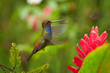 Fototapeta premium Green hummingbird with blue throat, White-tailed Hillstar, Urochroa bougueri hovering next to red flower in rain against colorful, blurred, green background. Colombia.