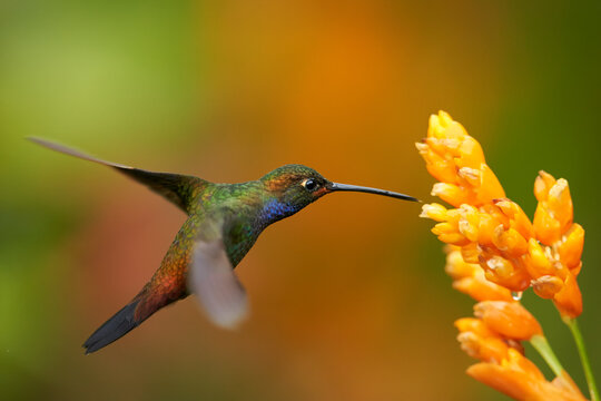 Green hummingbird with sparkling blue throat, White-tailed Hillstar, Urochroa bougueri hovering next to orange flower in rainy day against colorful, blurred, green and orange background. Colombia.