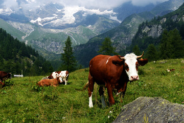 Fototapeta na wymiar brown and white cow in a pasture