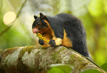 Close up photo black and yellow Sri Lankan Giant Squirrel, Ratufa macroura sitting on branch and feeding on fruit berries holding in front paws. Green blurred leaves in background, Sri Lanka. © Martin Mecnarowski
