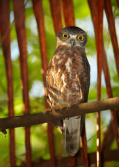 Vertical photo of nocturnal predator, Brown Hawk Owl, Ninox scutulata, roosting in hidden place in palm tree against dry palm leaves in background. Wildlife, Sri Lanka, Balapitiya resort.