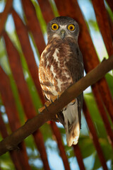 Vertical photo of nocturnal predator, Brown Hawk Owl, Ninox scutulata, roosting in hidden place in palm tree against dry palm leaves in background. Front view, wildlife, Sri Lanka, Balapitiya resort.