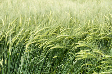 Red poppy flowers in a wheat field.