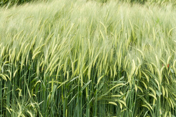 Red poppy flowers in a wheat field.