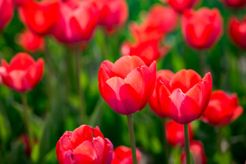 Fototapeta premium Beautiful red tulips in nature