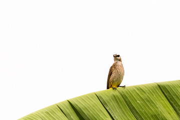 Yellow-vented Bulbul sitting on banana leaf brunch,eating worm, copy space