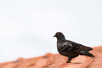 urban pigeon sitting on house roof, copy space