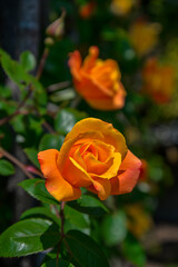 Rose flower in garden