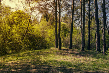 Spring landscape in the forest