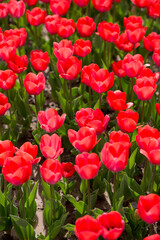 Beautiful red tulips in nature