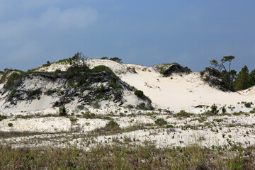 Fototapeta na wymiar Pine trees and shrubs growing on a mature sand dune