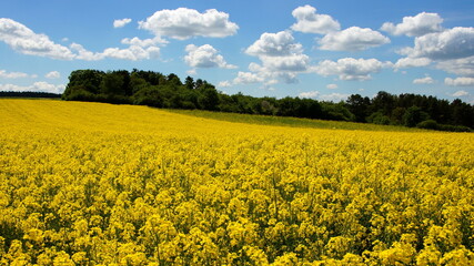 Obraz premium gelbes Rapsfeld leuchtet unter blauem Himmel und weißen Wolken
