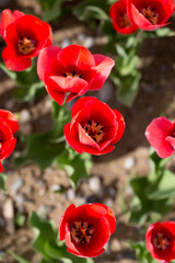 Beautiful red tulips in nature