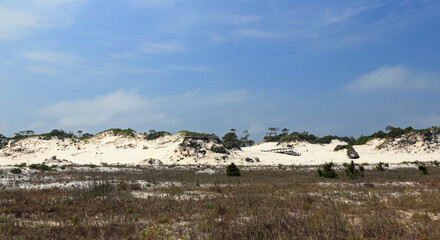 Pine trees and shrubs growing on a mature sand dune