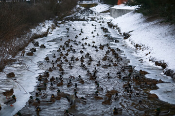 Ducks swimming in a pond