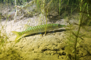 Floating pike in water with algae