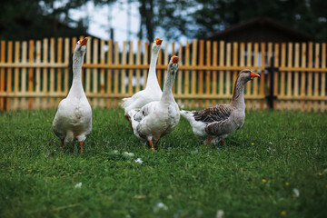 Geese and sheep on a farm