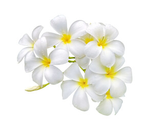 Obraz premium white frangipani (plumeria) flower with water drops isolated on white background